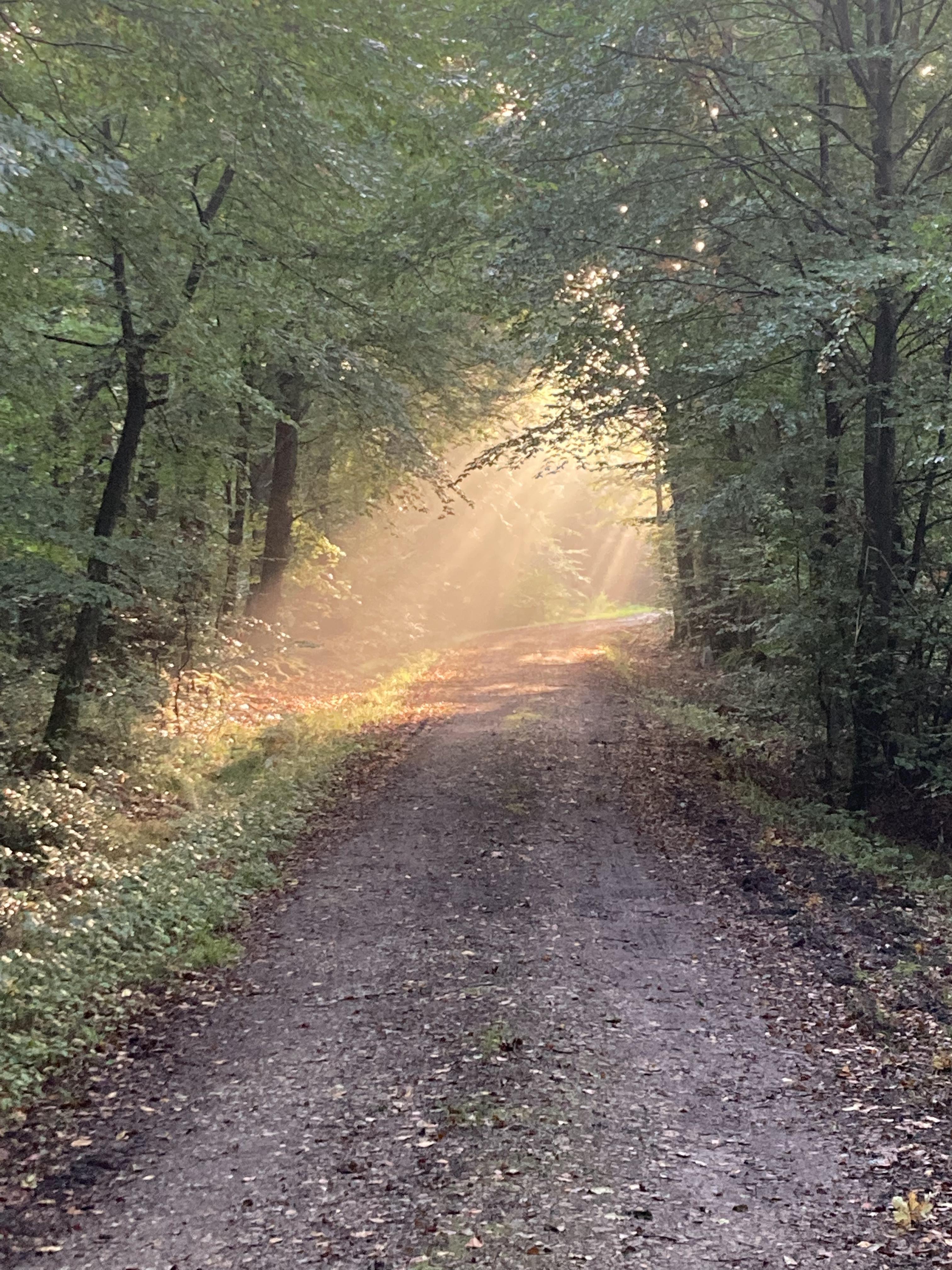 Bild zu: Herbstexkursion des ÖJV-SH Bild zu: Herbstexkursion des ÖJV-SH