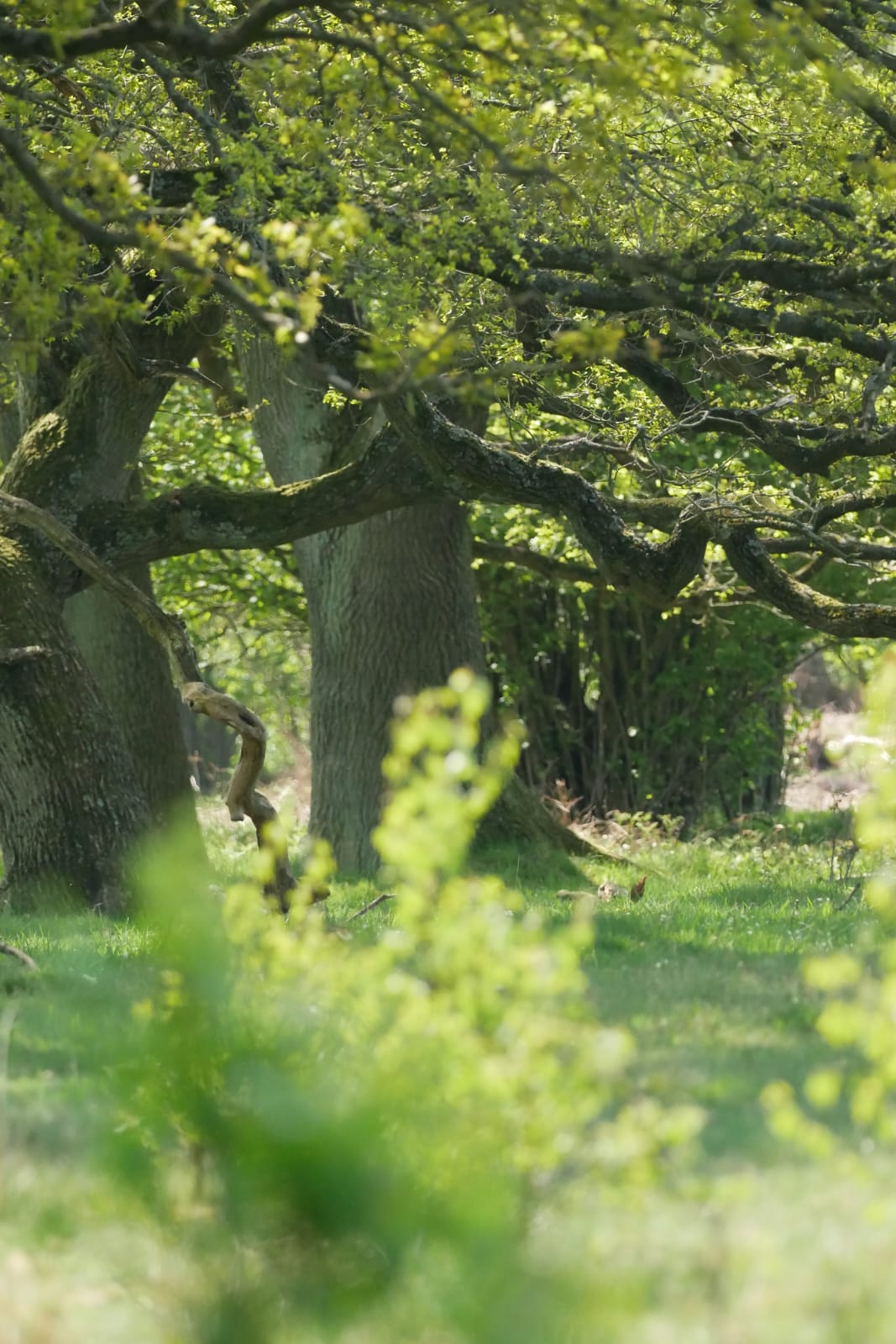 Bild zu: Frühjahresexkursion des ÖJV Schleswig-Holsteins