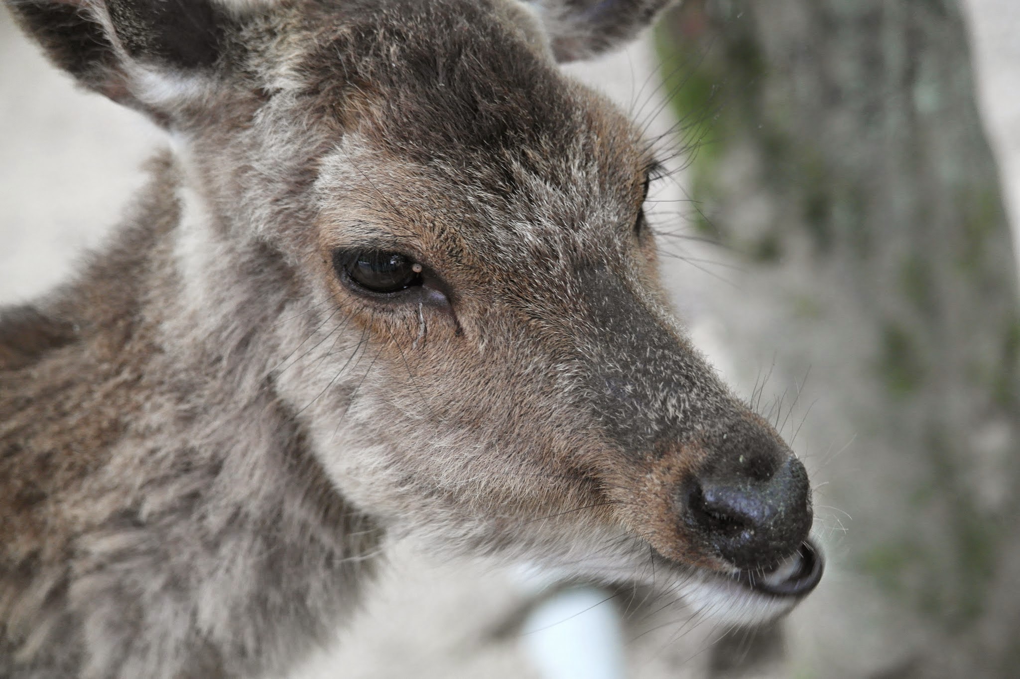 Bild zu: Wir wünschen Euch und Ihnen einen guten Rutsch und ein frohes Neues Jahr 2025  Bild zu: Wir wünschen Euch und Ihnen einen guten Rutsch und ein frohes Neues Jahr 2025