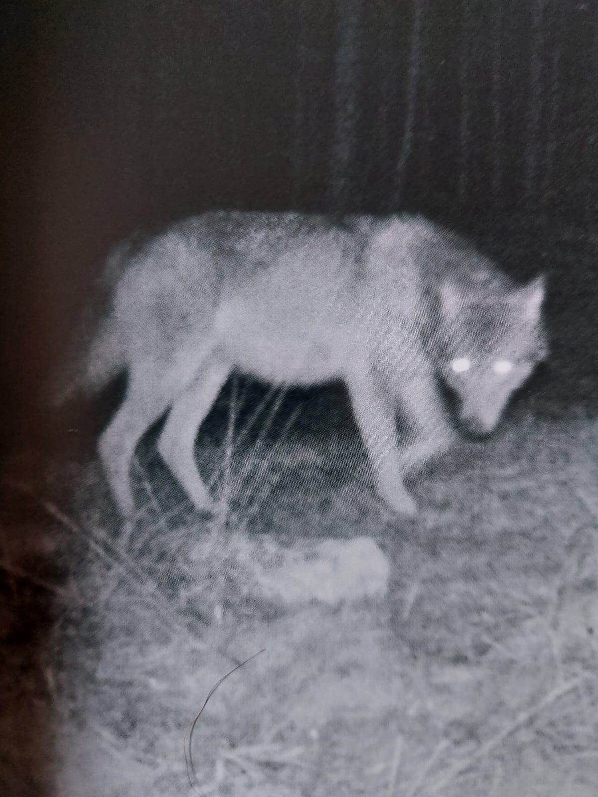 Bild zu: ÖJV Tagesexkursion 05.09.2025: Wolfsmanagement in Schleswig-Holstein